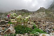 Saxifraga paniculata